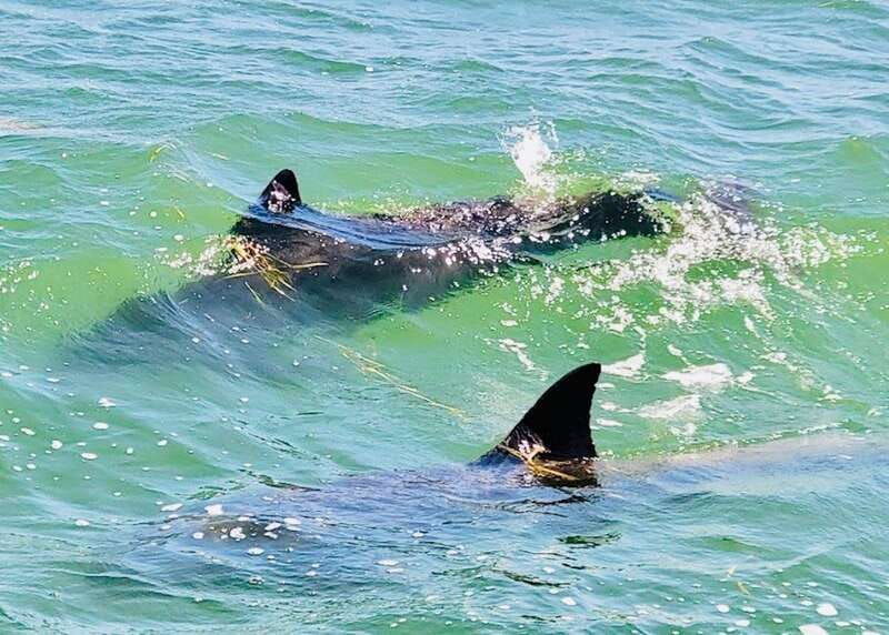 tarpon-springs-evening-dolphin-cruise-2
