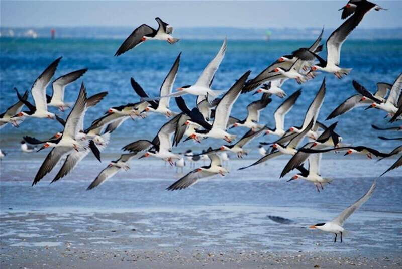 Tarpon Springs: Evening Dolphin Cruise - An In-Depth Look at the Tour Experience