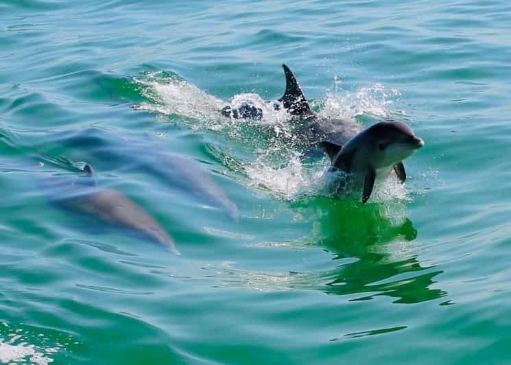 tarpon-springs-evening-dolphin-cruise