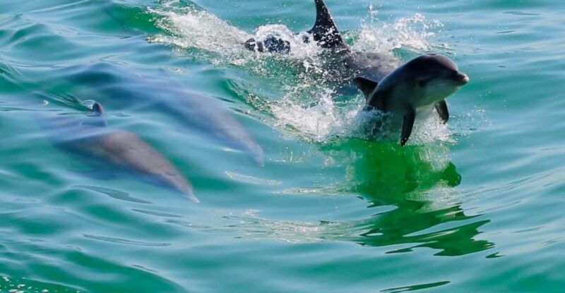 tarpon-springs-evening-dolphin-cruise