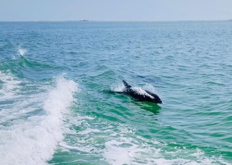 tarpon-springs-evening-dolphin-cruise