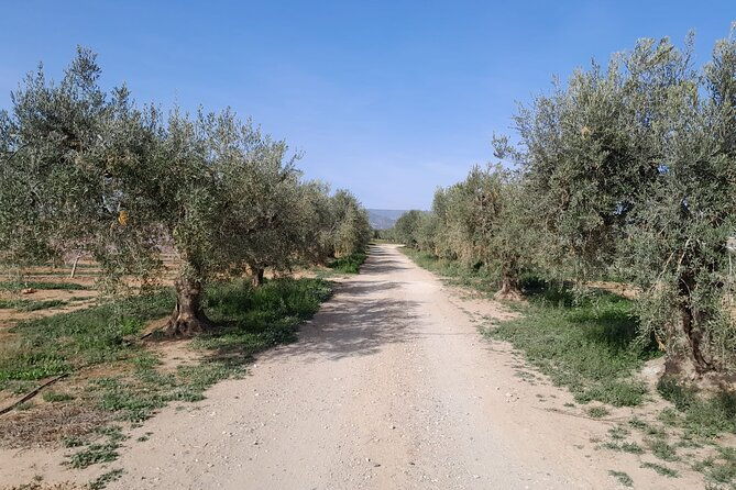 tarragona-history-olive-oil-tasting-from-barcelona