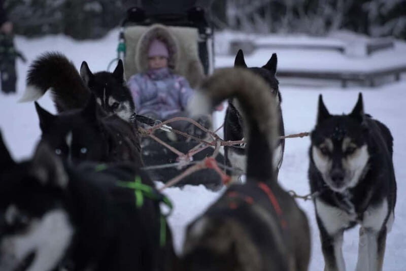 TARTU COUNTRY: SLED DOG TOUR AND KENNEL VISIT - The Value of the Tour