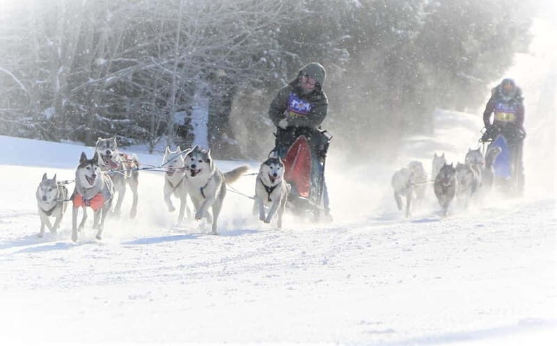 TARTU COUNTRY: SLED DOG TOUR AND KENNEL VISIT - Who Should Consider This Tour?