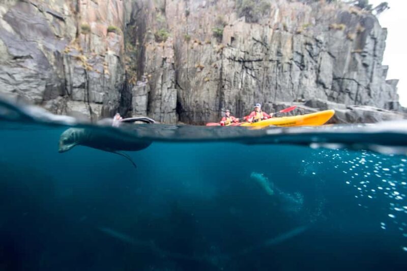 Tasman Peninsula Full-Day Sea Kayak Excursion - Key Points