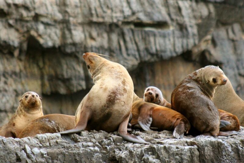 Tasman Peninsula Tour, Cruise & Port Arthur Historic Site - FAQs