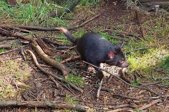 Tasmanian Wildlife and Mountain Shore Excursion - Practical Details and Tips