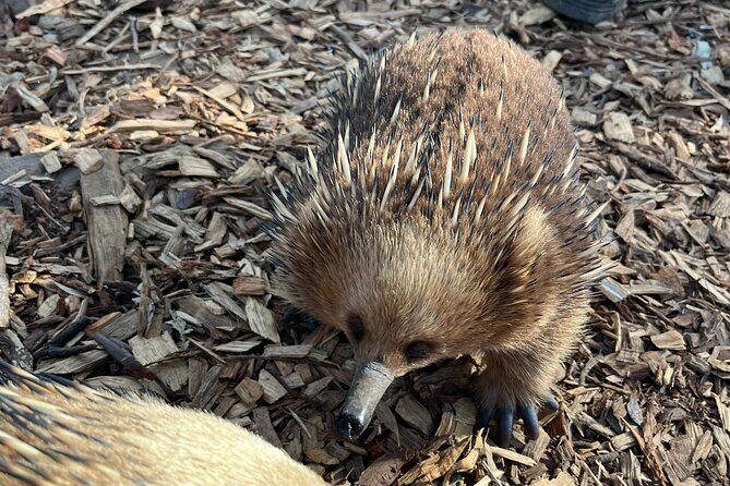 Tasmanian Wildlife and Mountain Shore Excursion - FAQs: Your Practical Questions Answered