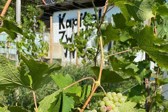 Taste and Tour Small Organic Wineries with a Winemaker - Key Points