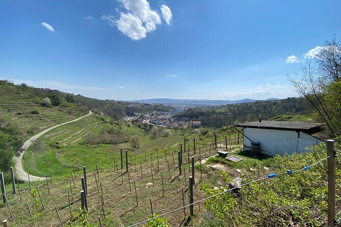 Taste and Tour Small Organic Wineries with a Winemaker - What You Can Expect in Terms of Logistics and Value