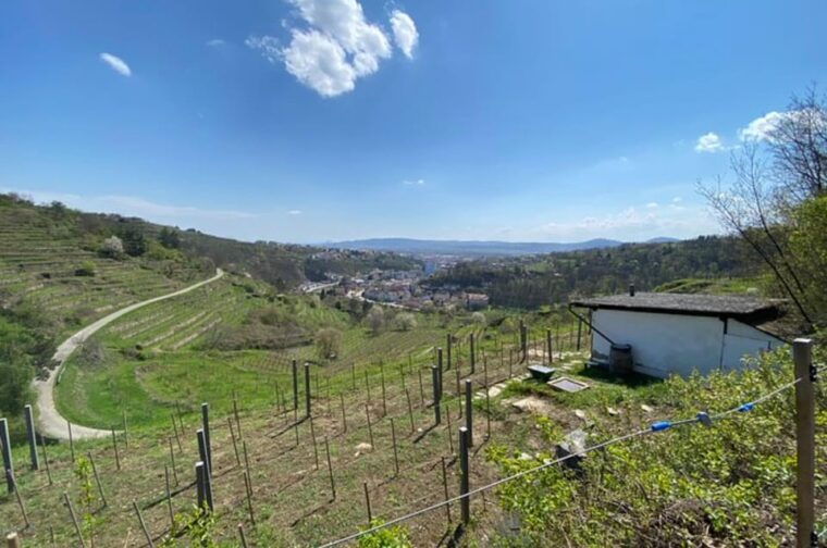 taste-and-tour-small-organic-wineries-with-a-winemaker