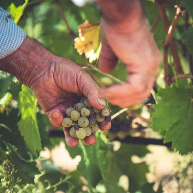 Taste Gallura: Try our products and discover our winery. - Key Points