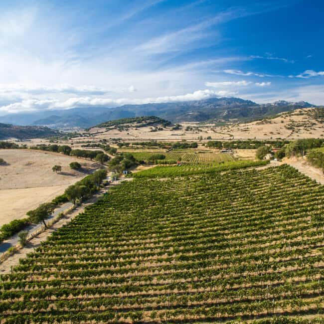 Taste Gallura: Try our products and discover our winery. - An Authentic Sardinian Winery Experience