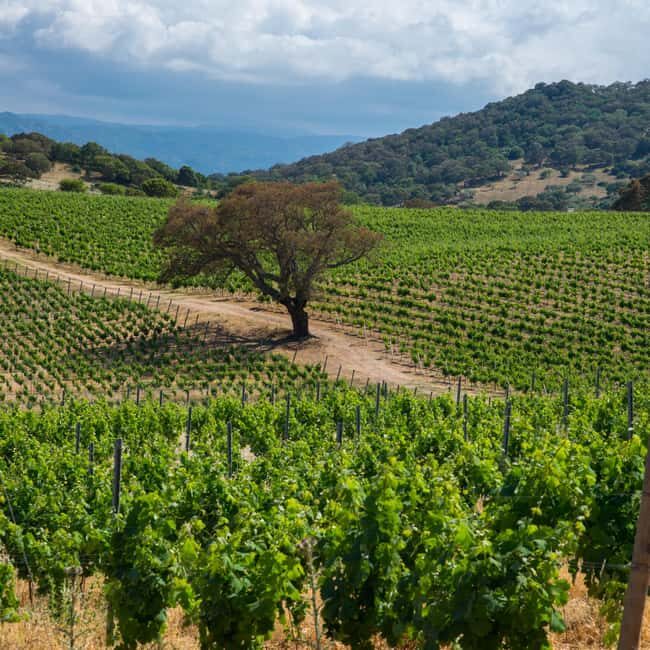 Taste Gallura: Try our products and discover our winery. - What to Expect on the Day