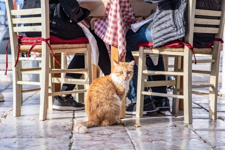 taste-of-athens-half-day-small-group-food-tour