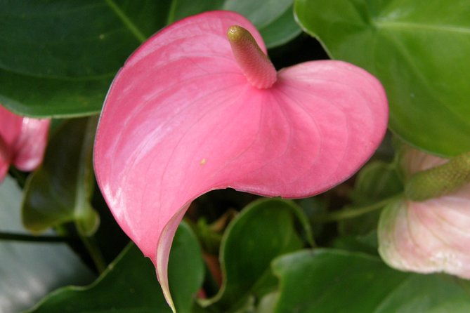 taste-of-barbados-full-day-sightseeing-tour