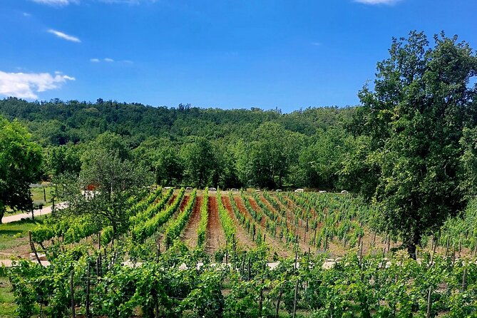 taste-of-istria-wine-brandy-vinegar-local-food-2