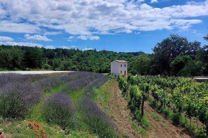 taste-of-istria-wine-brandy-vinegar-local-food