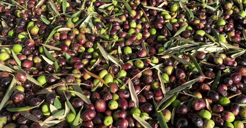 taste-of-le-marche-tour