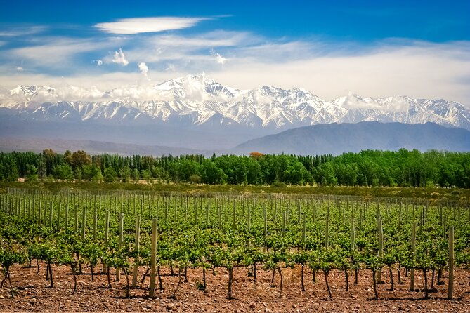 taste-routes-wines-and-oils-of-mendoza