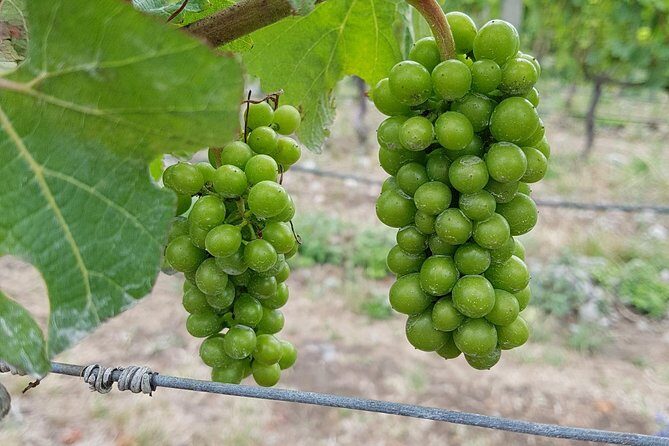 Taste the Valley Wine Tour in Marlborough with Wine Tasting - The Sum Up