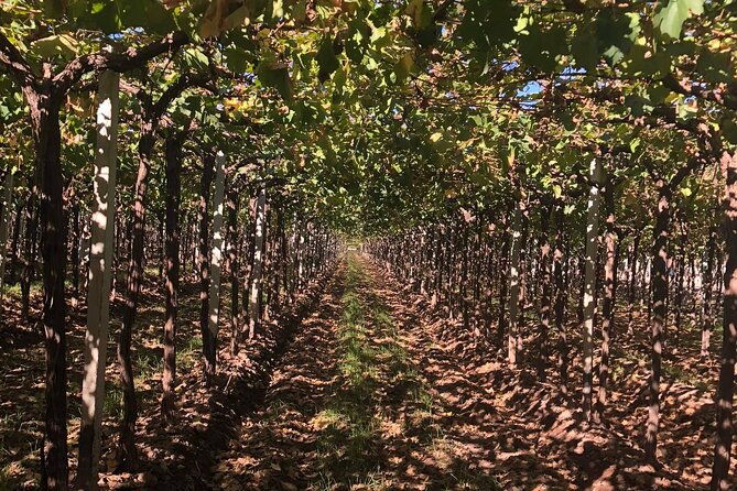 tasting-and-lunch-in-cellar-olive-tree-private-transportation