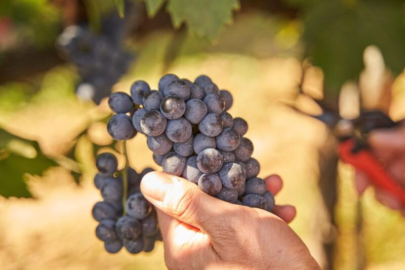 tasting-and-tour-vino-nobile-di-montepulciano
