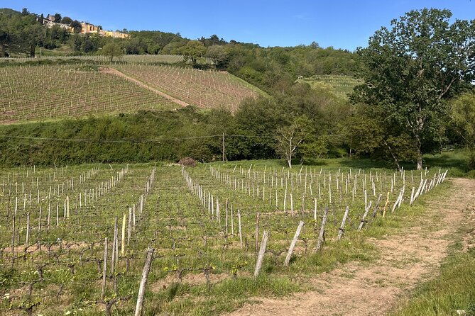 tasting-in-a-tuscan-vineyard-with-transfer-from-pisa
