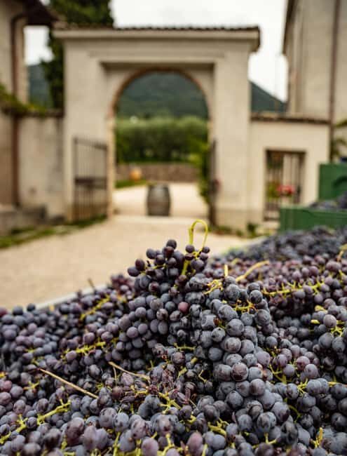 Tasting in the cellar, Caprino Veronese, Pesina - Value and Practicalities