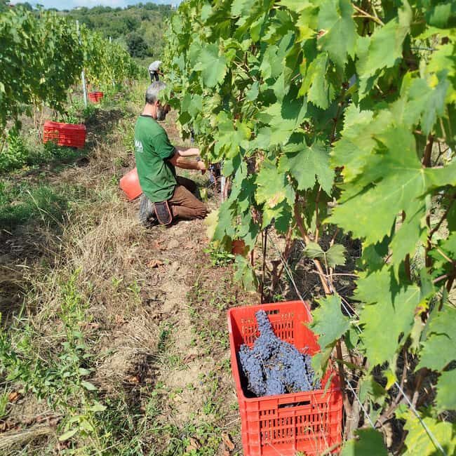 Tasting in the Colli di Luni - Frequently Asked Questions