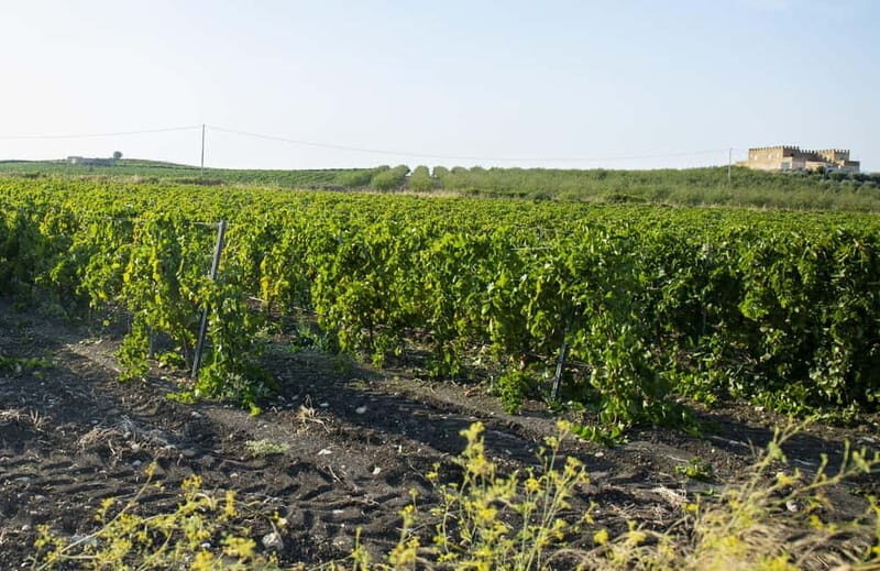 Tasting of EVO Wines and Oil in the countryside of Agrigento - Exploring the Flavors of Sicily: EVO Wines and Oil Tasting Near Agrigento