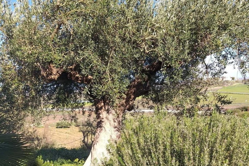 Tasting of EVO Wines and Oil in the countryside of Agrigento - Practical Details and Considerations