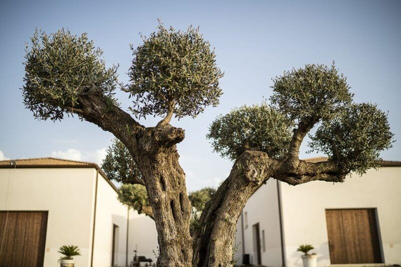 tasting-of-sicilian-olive-oils-and-specialties