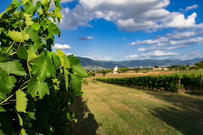 tasting-selection-of-3-wines-in-montefalco