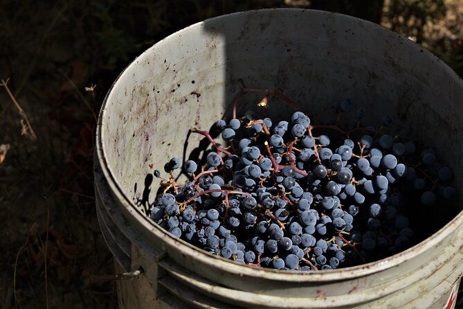 tasting-selection-of-4-wines-in-montefalco