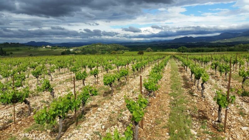 tasting-tour-the-secrets-of-the-vineyard-chateau-capion
