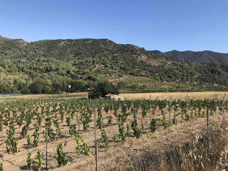 tasting wines in the vineyards with hotel pickup hotel - Key Points