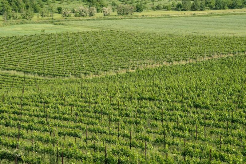 Tastings in the villa - THE SECRETS OF THE TORRIOLO ESTATE - Frequently Asked Questions