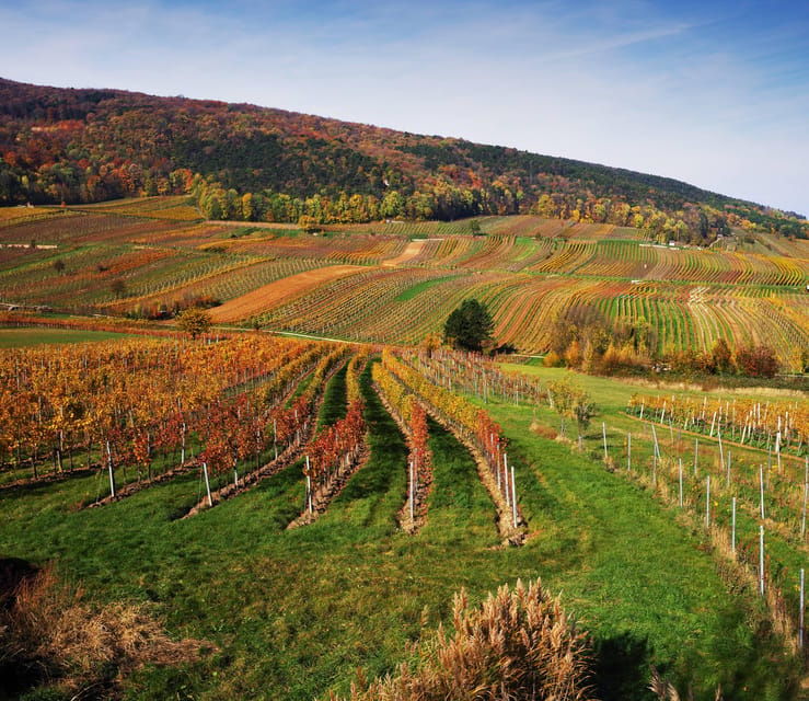 tattendorf-riedel-glass-wine-tasting-with-guided-tour