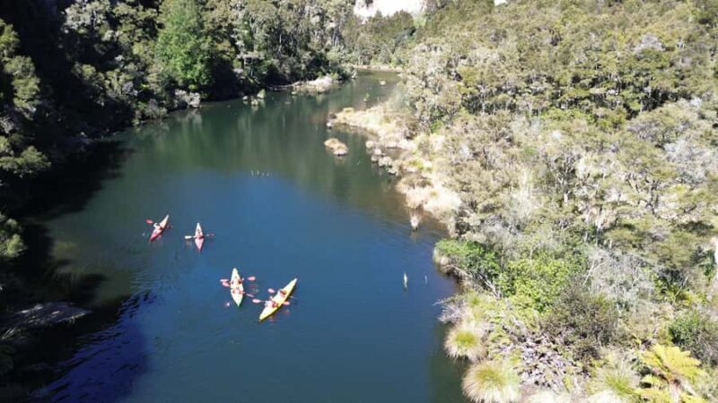 Taup: Hidden Lake Kayak Tour with Sunken Forest Views - An In-Depth Look at the Taup Kayak Tour