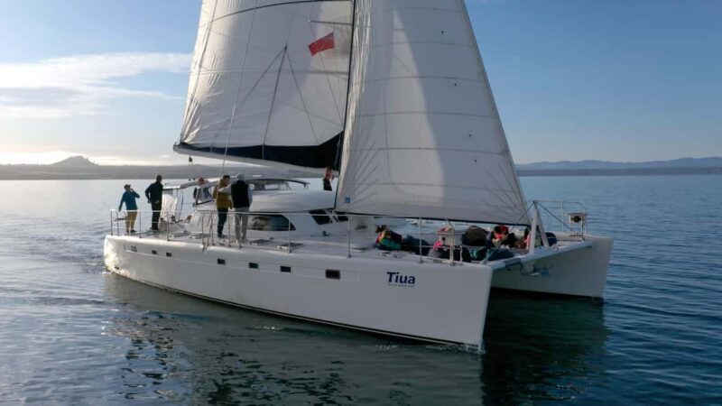 Taupo: Mori Rock Carvings Lake Taupo Catamaran Tour - Key Points
