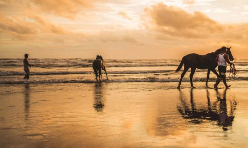 Taupo/Turangi: The Torohe Half-Day Horse Trek - Practical Details & Considerations