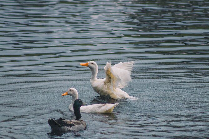 Tauranga Daytime Scenic Lake McLaren Tour - Practical Tips for Booking