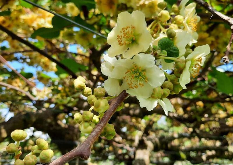 Tauranga: Kiwifruit Destination and Sights Shore Excursion - Who Would Love This Tour?
