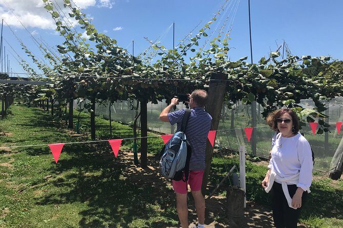 Tauranga Shore Excursion: History & Kiwifruit Tasting  4 Hours - Key Points  