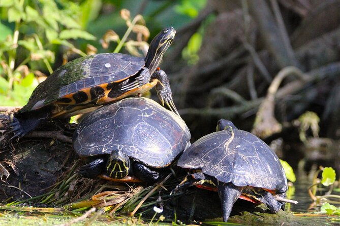 tavares-half-day-kayak-rental-for-two-on-the-dora-canal