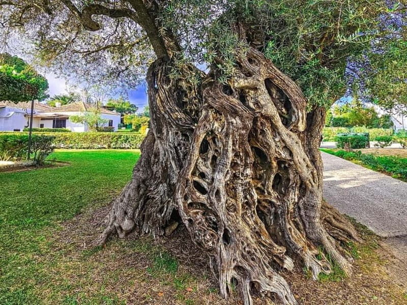 Tavira, Santa Luzia & Wine Tasting - Visiting the Century-Old Wine Press