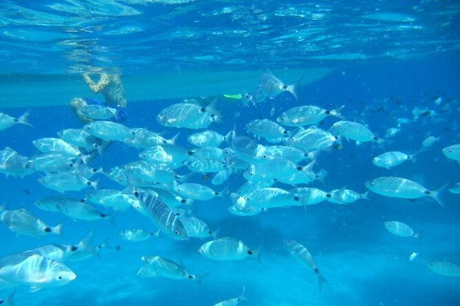 tavolara-and-molara-snorkeling-with-guide-2