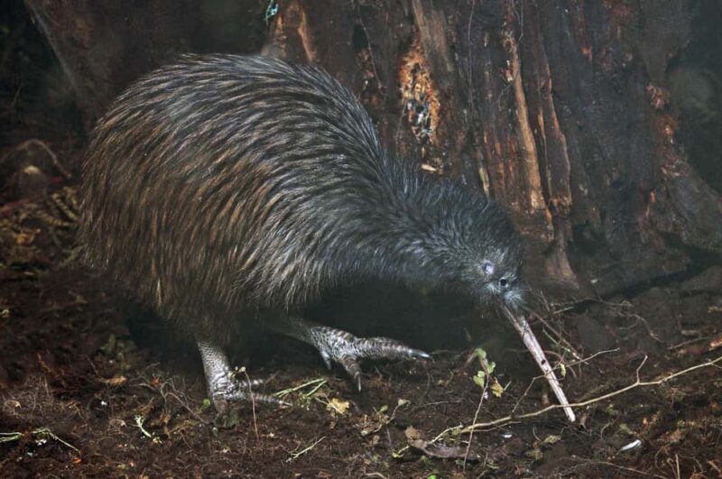 Tawharanui: Kiwi Spotting & Stargazing Tour w/ Optional Stay - Key Points