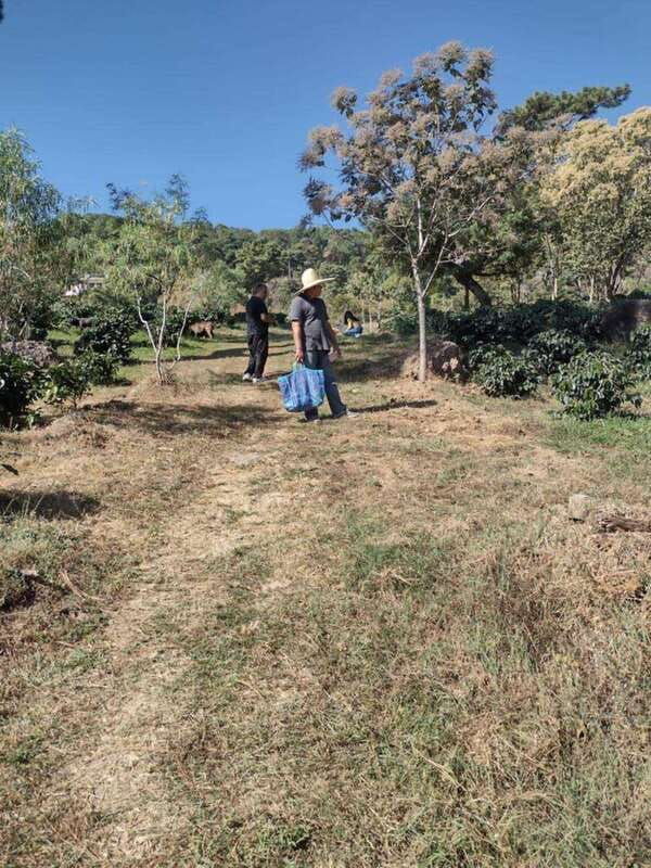 taxco-organic-coffee-garden-experience